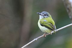 Short-tailed Pygmy-Tyrant